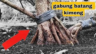 Bonsai Kimeng Gabung Batang